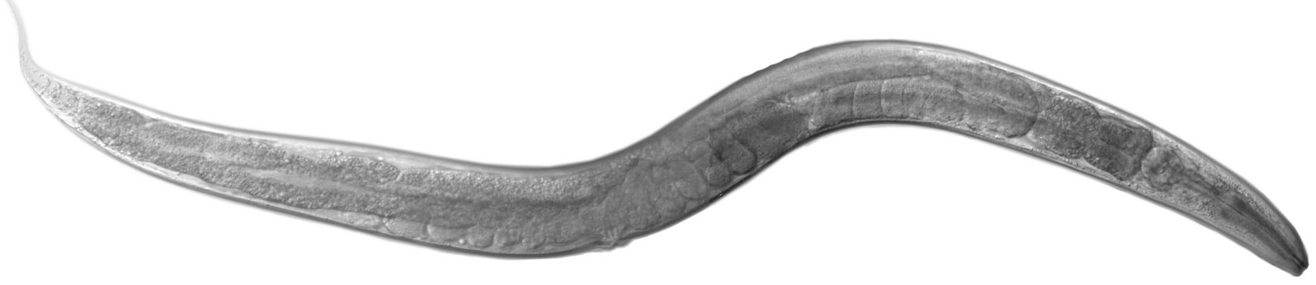 нематода Caenorhabditis elegans